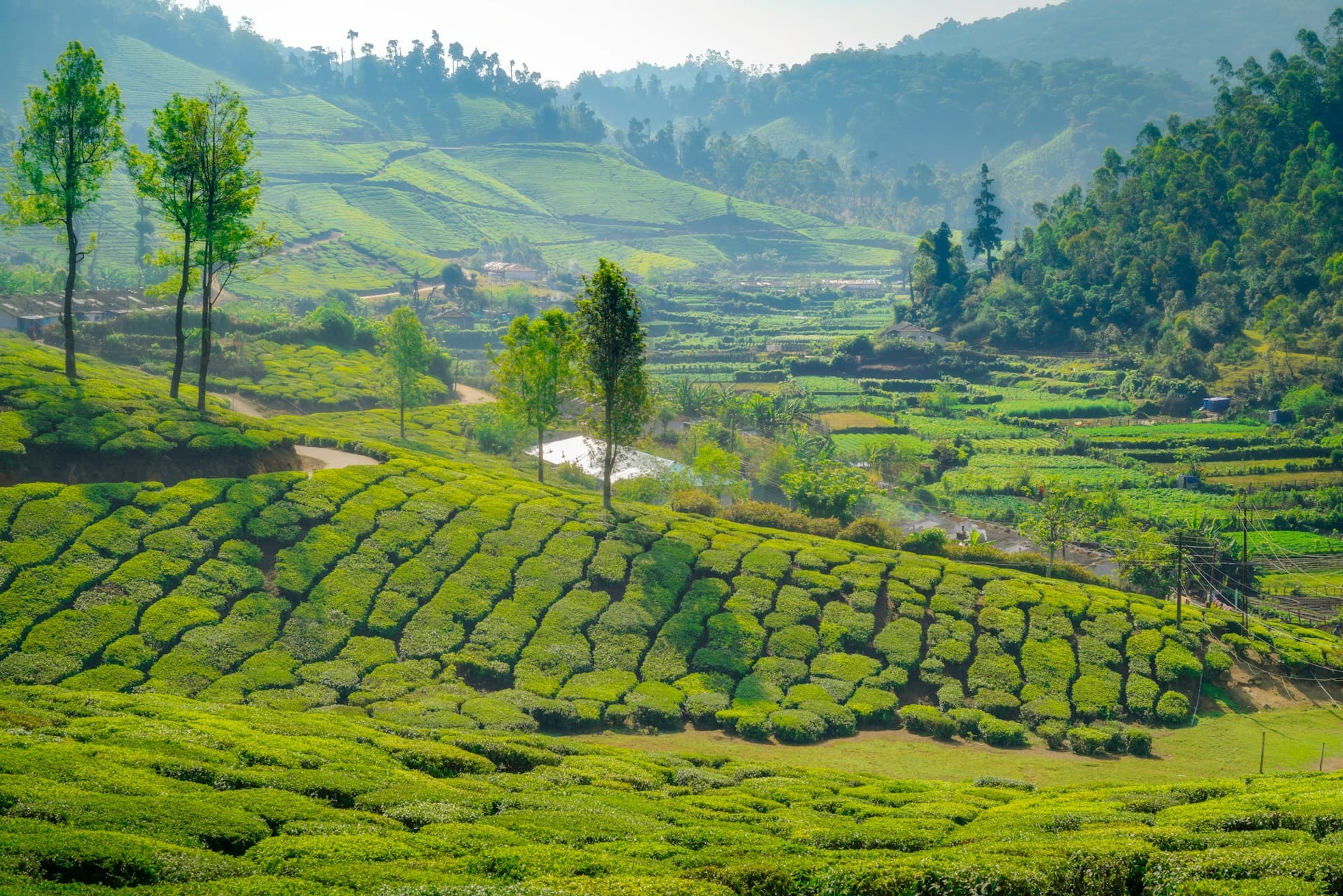 Kerala tea plantations