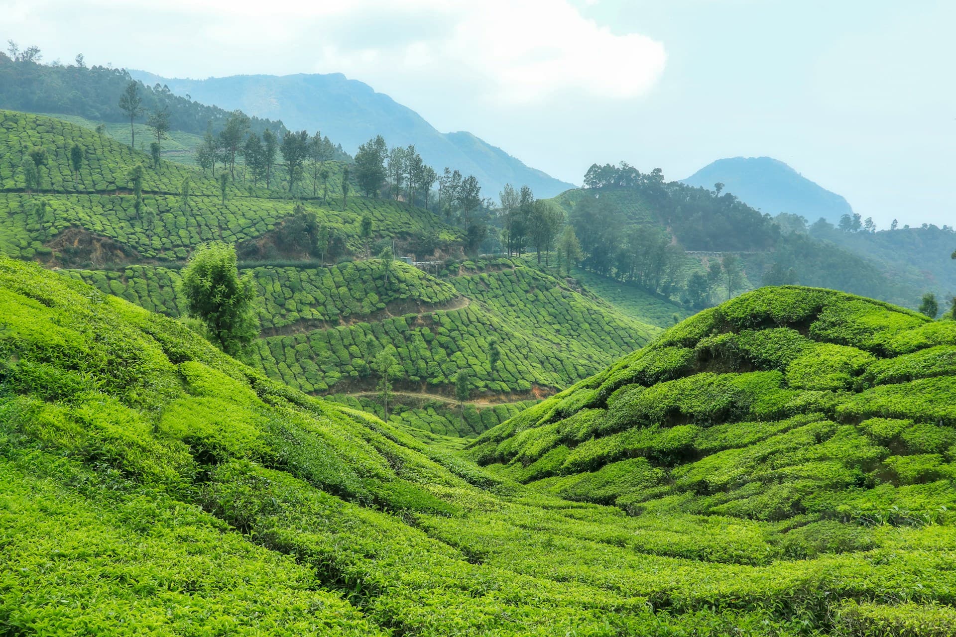 Kerala tea plantations