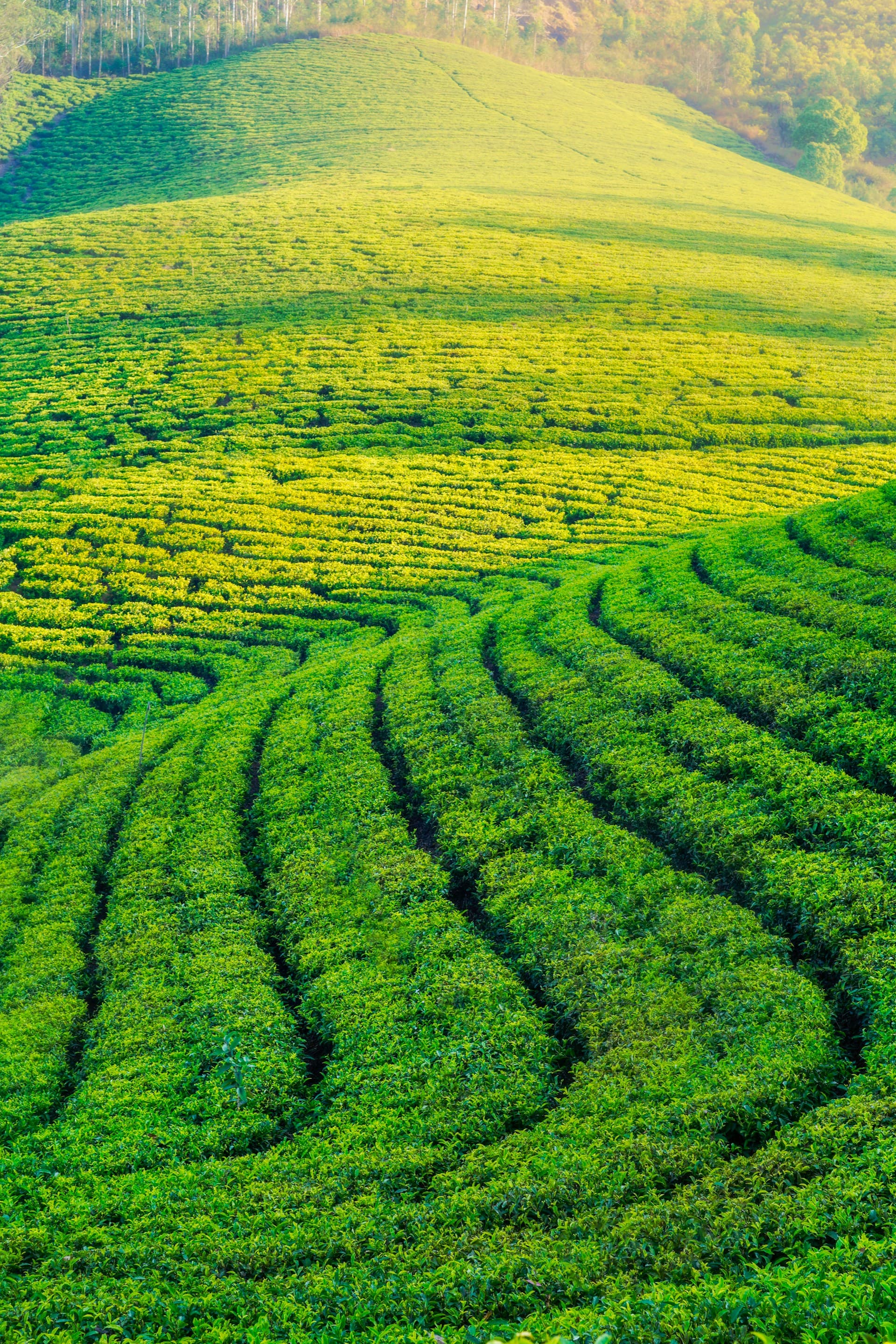 Munnar tea plantations