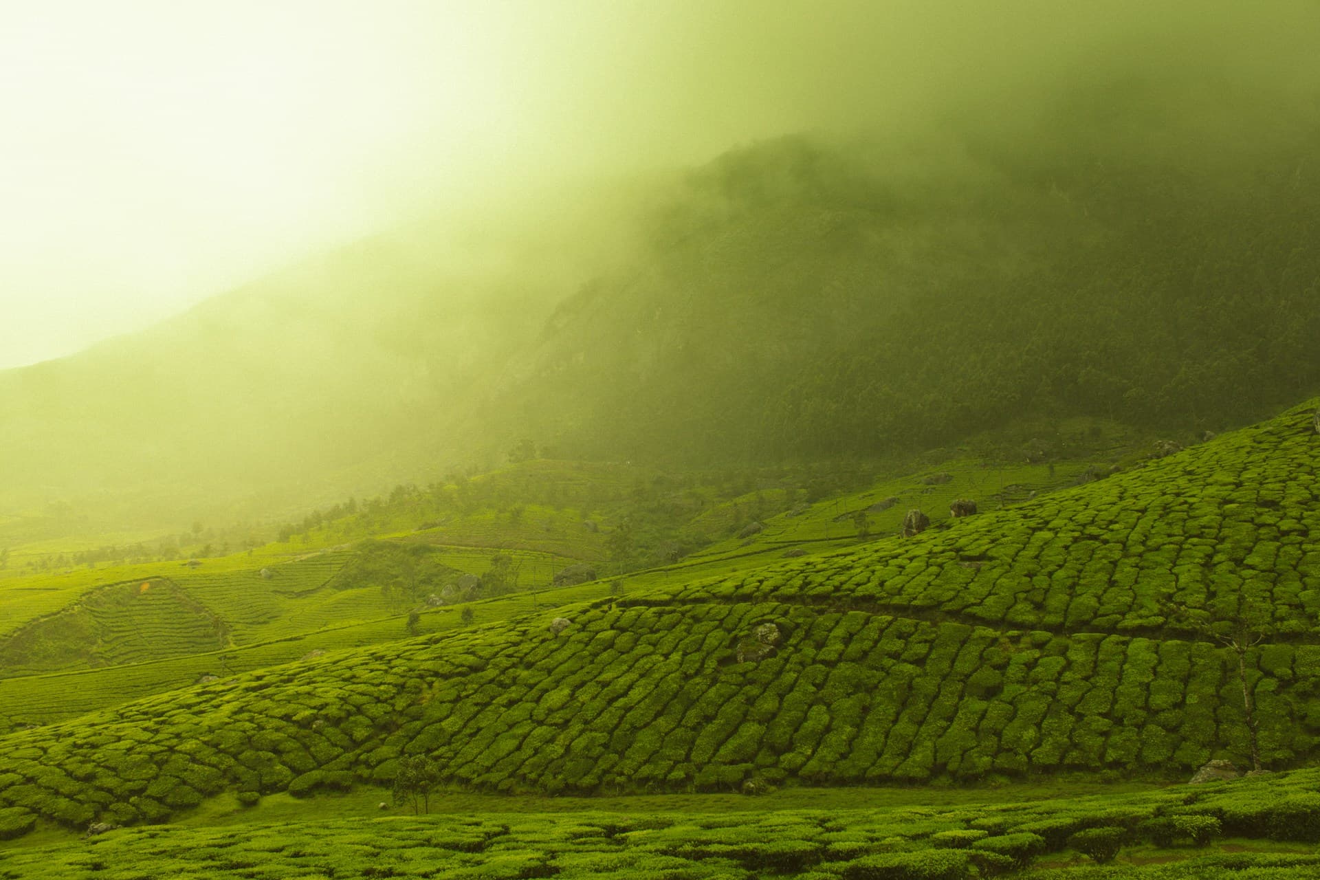 Kerala landscape